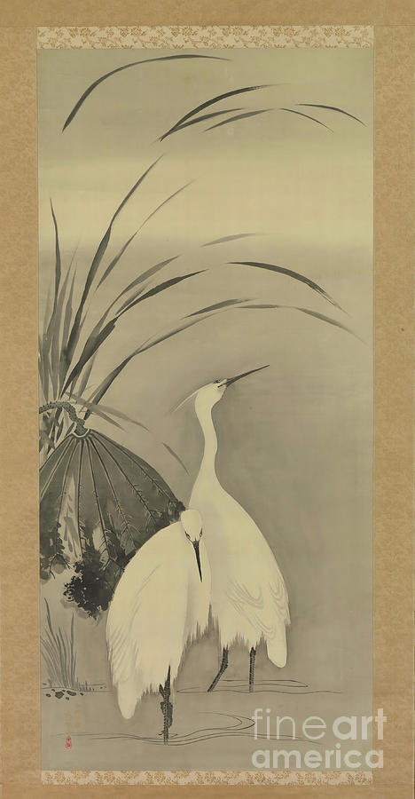 Two Egrets And Lotus Drawing by Heritage Images