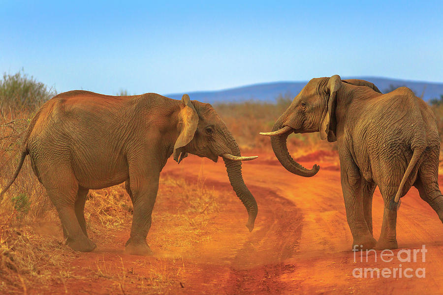 Two Elephant on Kalahari Desert Photograph by Benny Marty