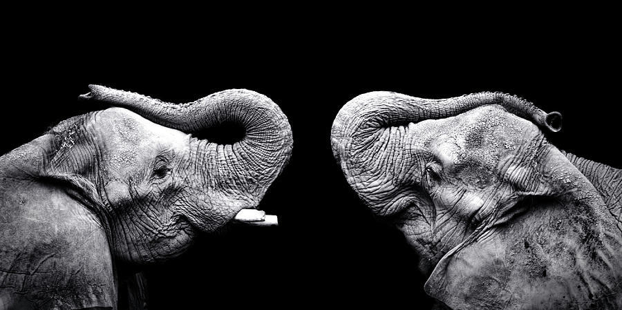 Two Elephants Face To Face Photograph by Malcolm Macgregor