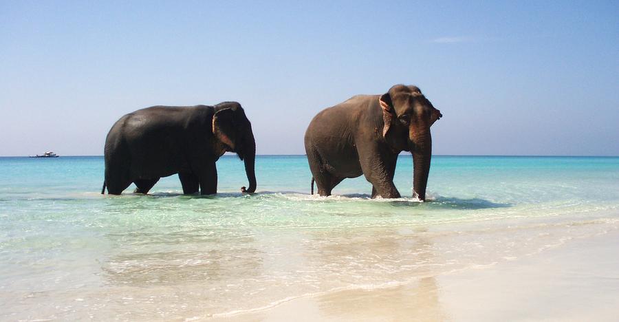 Two Elephants In Crystal Water Photograph by Matthieu Aubry - Matthieu.net