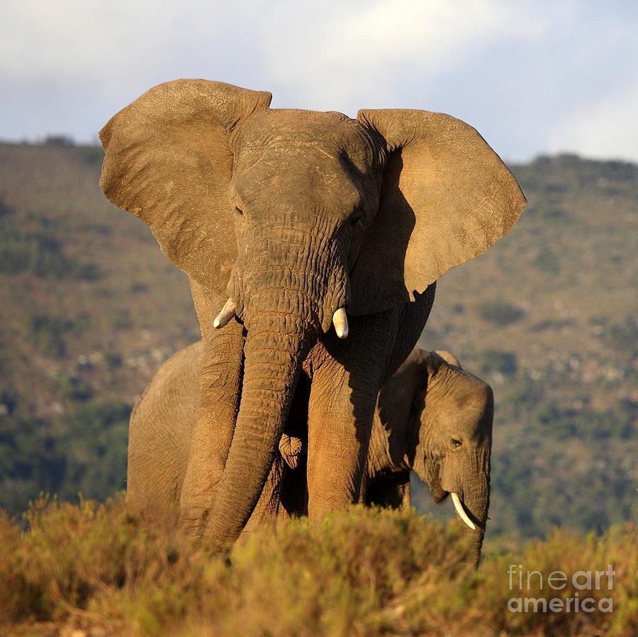 Big Photograph - Two Elephants In Golden Light Taken by Jonathan Pledger Big Photograph - Two Elephants In Golden Light Taken by Jonathan Pledger