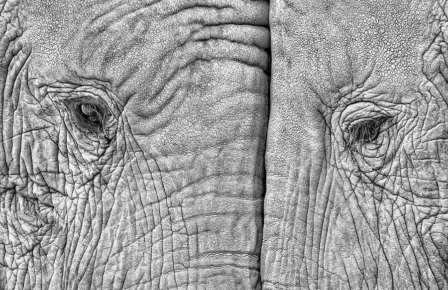Wildlife Photograph - Two Elephants by Juan Luis Duran