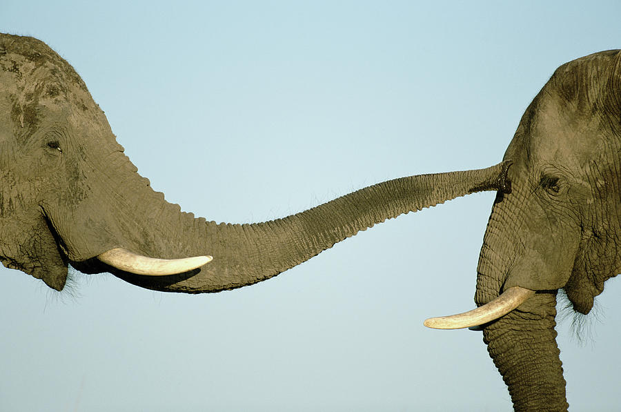 Two Elephants Loxodonta Africana Photograph by Paul Souders