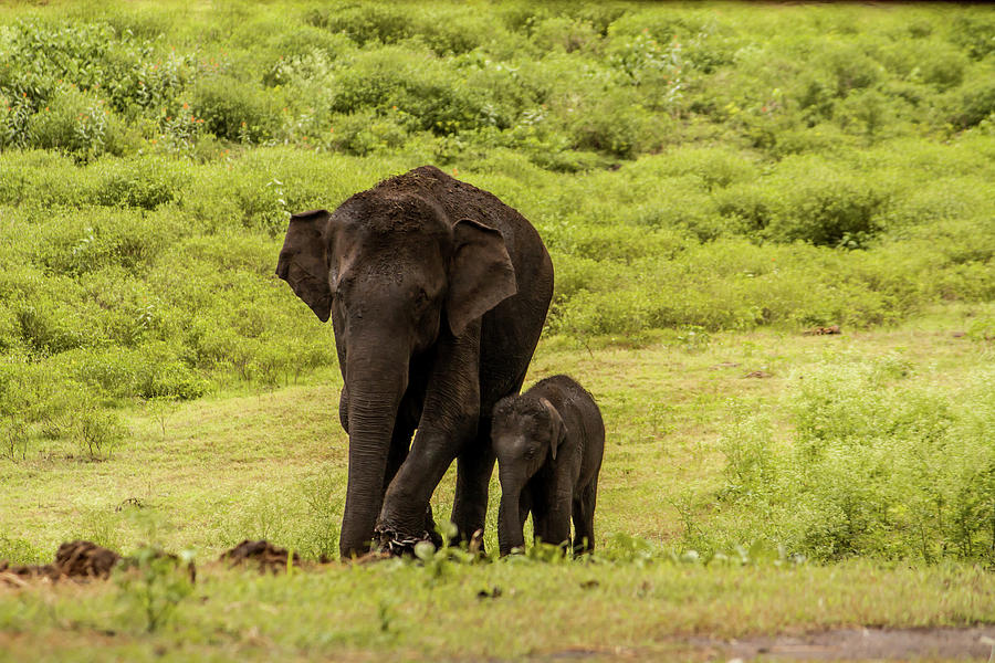 Two Elephants Mother And Baby In Green Photograph by Abhinav Mathur