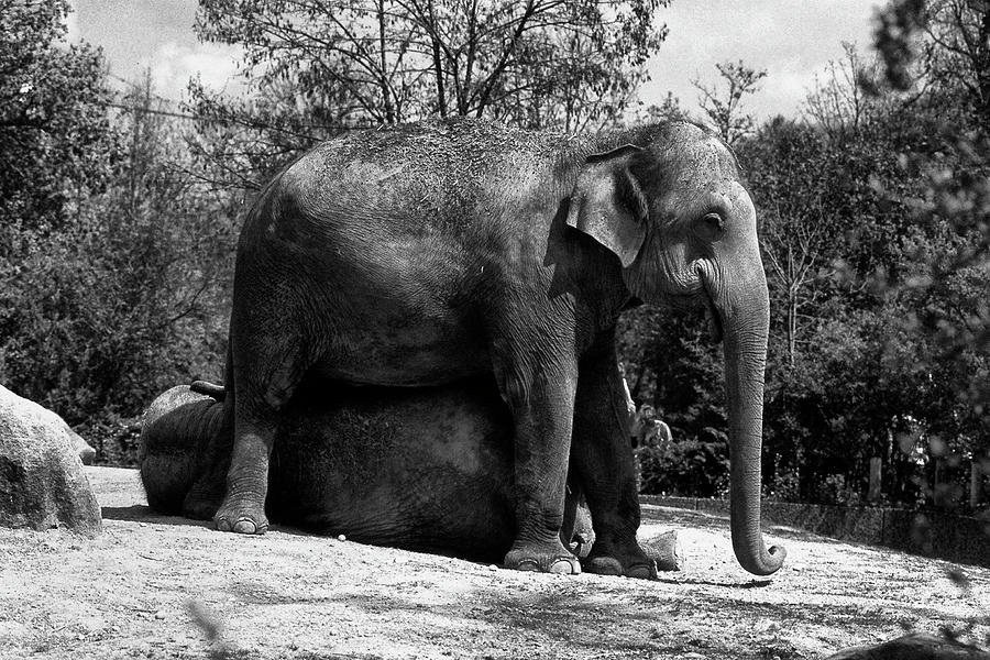 Two elephants by picturetom Two elephants by picturetom