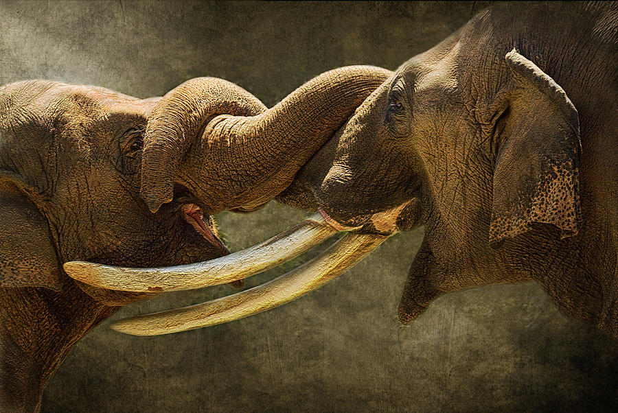 Two Elephants Rreet By Entwining Trunks Photograph by Melinda Moore