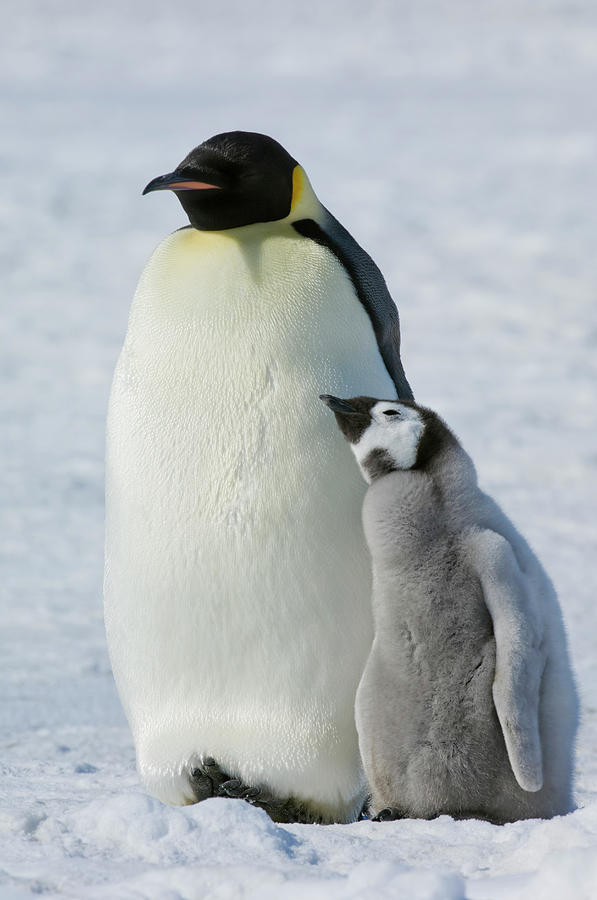 Two Emperor Penguins, An Adult Bird And Photograph by Mint Images - David Schultz