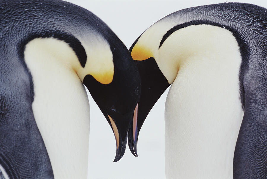 Two Emperor Penguins Aptenodytes Photograph by Joseph Van Os