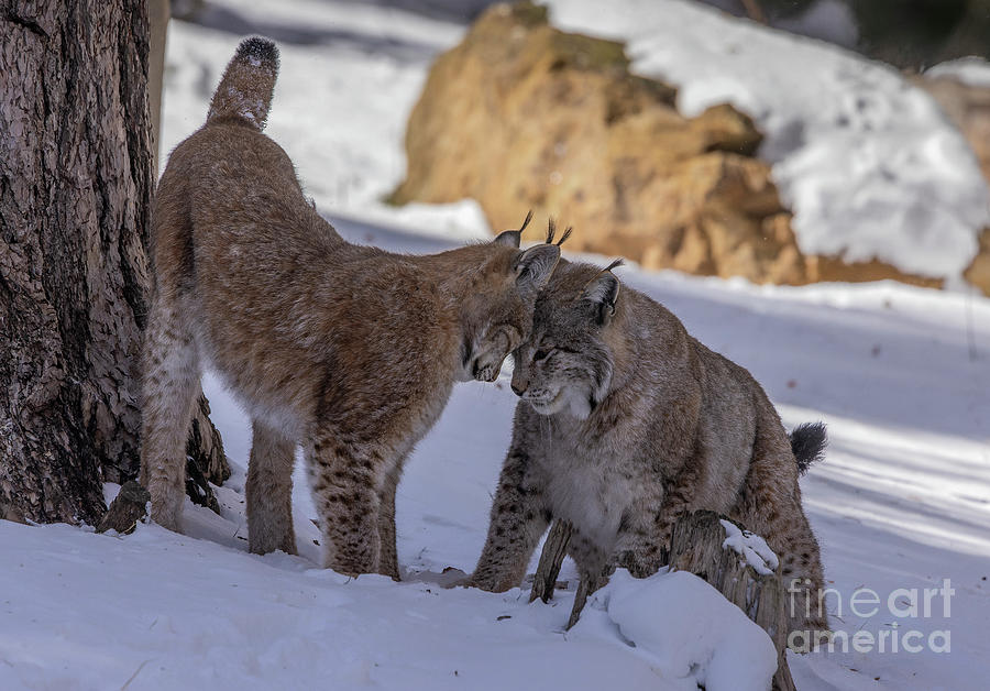 Two Eurasian Lynx Playing In The Snow In Late Winter Photograph by Bob Gibbons/science Photo Library