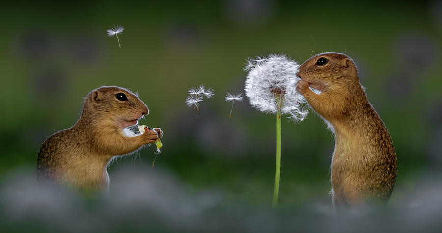 Two European Ground Squirrel, Feeding On Dandelion Photograph by Bence Mate / Naturepl.com Two European Ground Squirrel, Feeding On Dandelion Photograph by Bence Mate / Naturepl.com