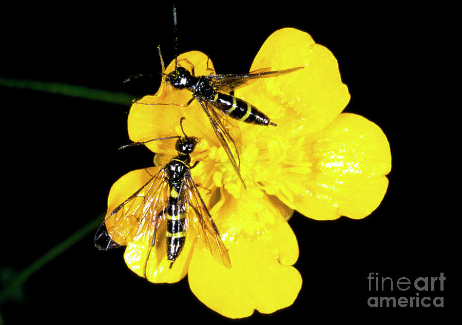 Two European Wheat Stem Sawflies On A Buttercup Photograph by Astrid & Hanns-frieder Michler/science Photo Library