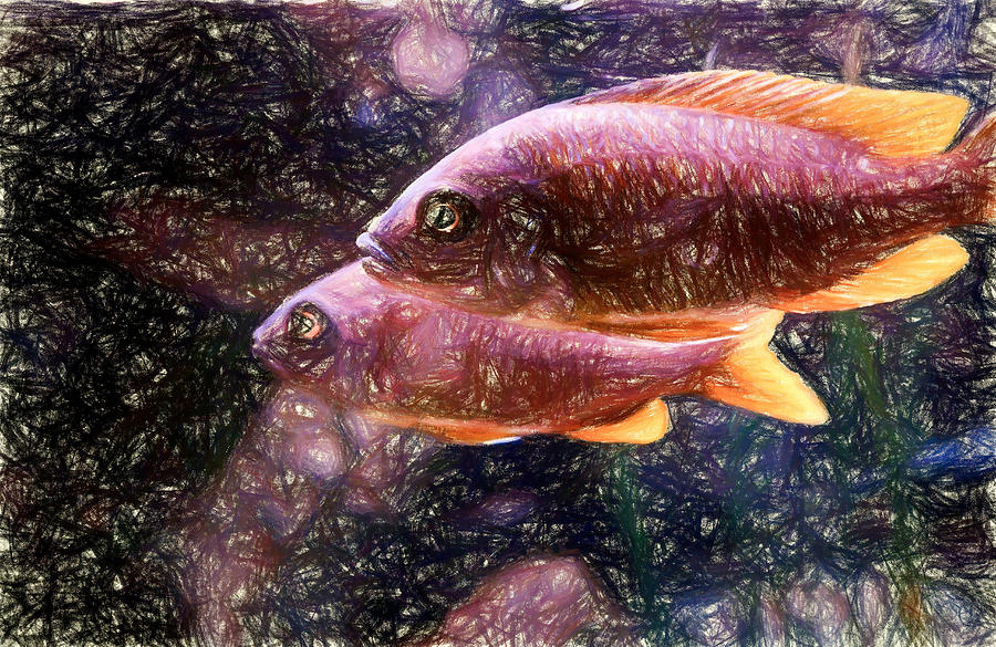 Two female Red Fin Borleyi Digital Art by Don Northup