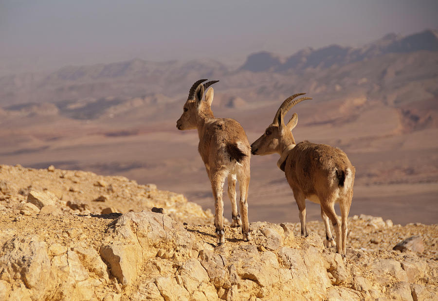 Two Female Ibex On Cliff In Desert Photograph by Ilan Shacham