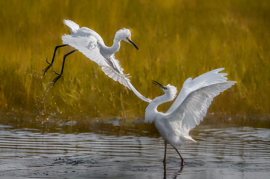 Two Fighting Snowy Egrets Photograph by Xiaobing Tian - Fine Art America