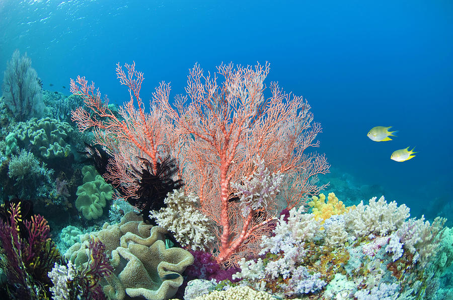 Two Fish In Coral Reef, Underwater View Photograph by Darryl Leniuk