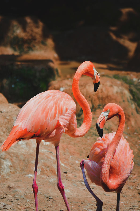 Two Flamingo Photograph by Copyright By Ata Mohammad Adnan
