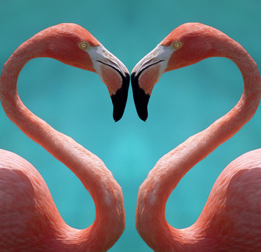 Two Flamingoes Courting, Close-up Photograph by Grant Faint