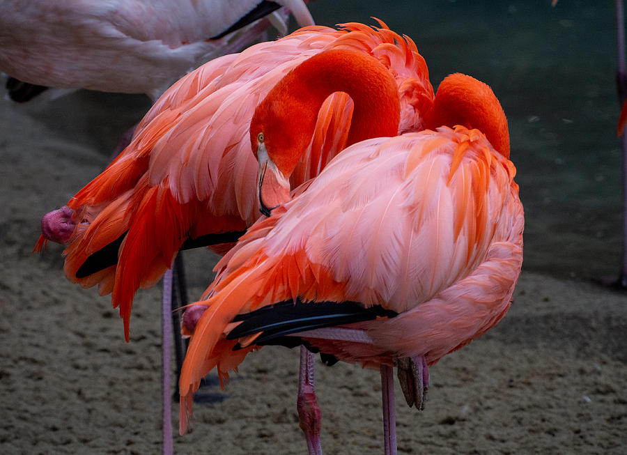 Two Flamingos at the San Diego Zoo Photograph by L Bosco