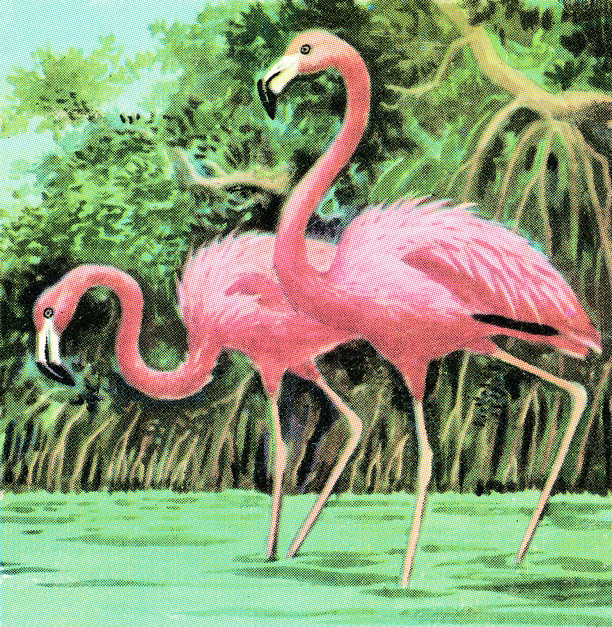 Flamingo Drawing - Two flamingos by CSA Images