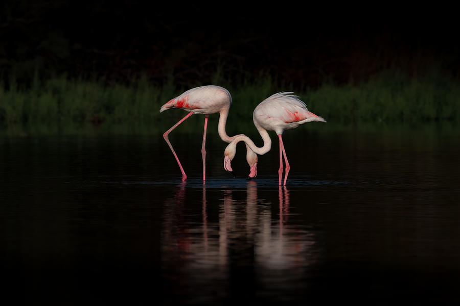 Bird Photograph - Two Flamingos In The Dark by Natalia Rublina