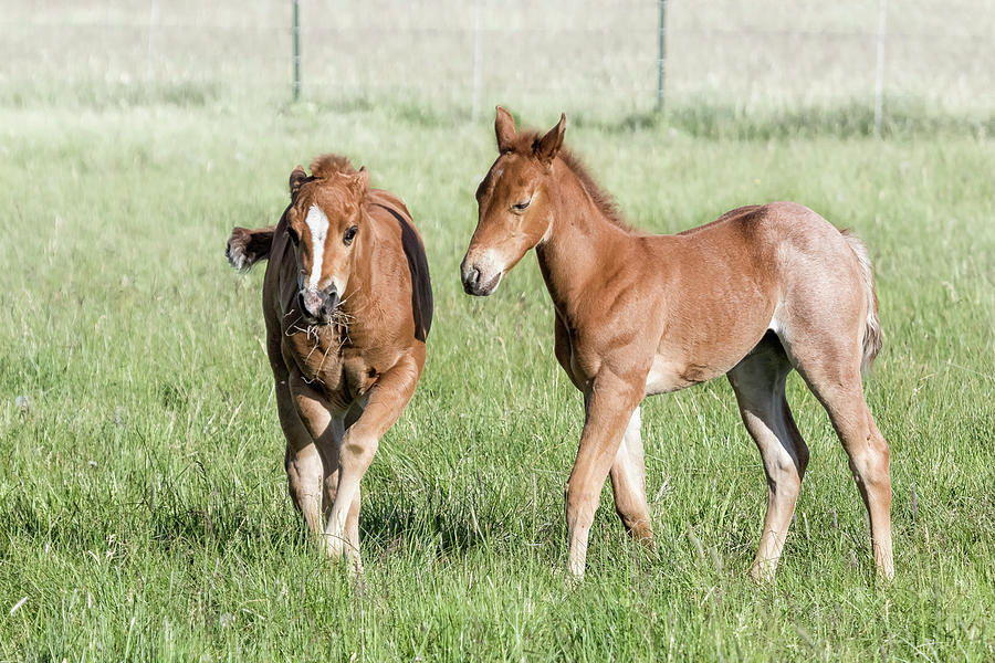 Two Foals in Chiloquin, No. 1 by Belinda Greb Two Foals in Chiloquin, No. 1 by Belinda Greb