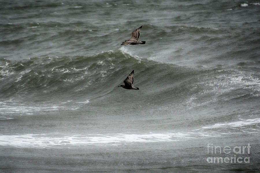 Two for the Price of One by Ruth H Curtis Two for the Price of One by Ruth H Curtis