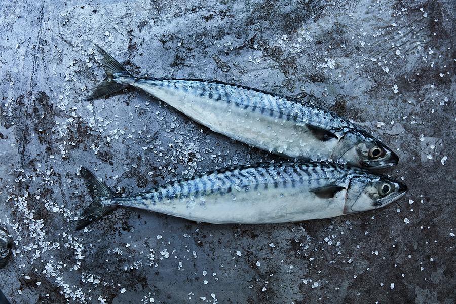 Two Fresh Mackerels On A Grey Background Photograph by Liv Friis