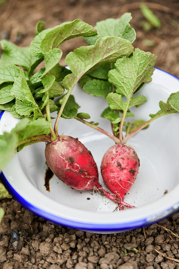 Two Freshly Picked Radishes In An Enamel Bowl Photograph by Natasa Dangubic