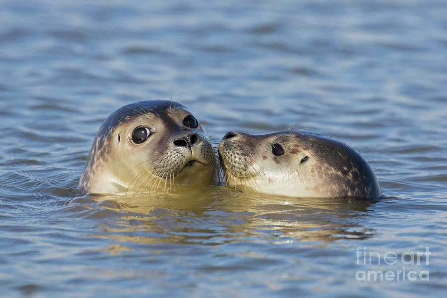 Two Friendly Seals Photograph by Arterra Picture Library