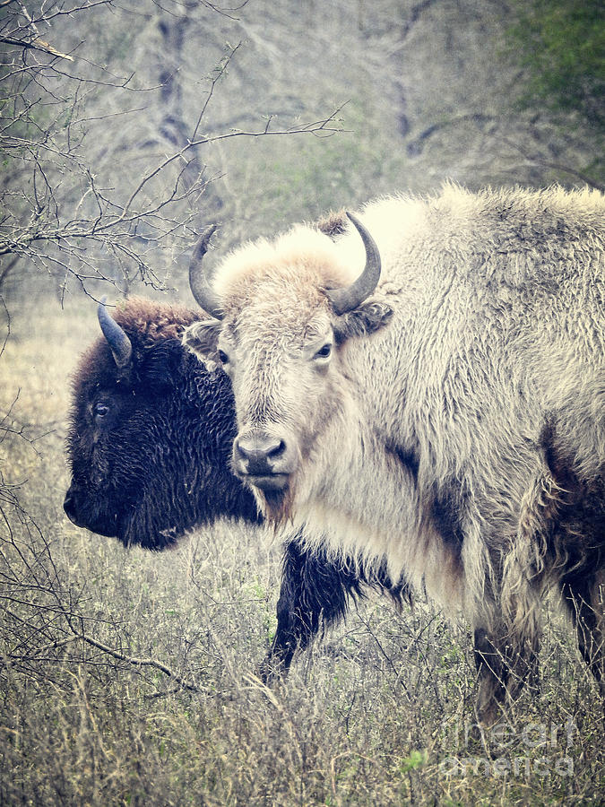 Two Friends- One Brown Buffalo One White Buffalo Photograph by Ella Kaye Dickey