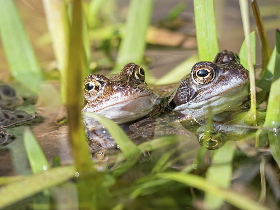 Two frogs mating in pond Photograph by Tosca Weijers