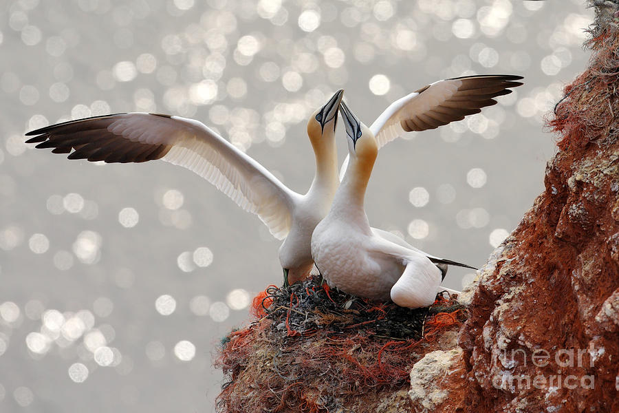 Beak Photograph - Two Gannets Bird Landing On The Nest by Ondrej Prosicky Beak Photograph - Two Gannets Bird Landing On The Nest by Ondrej Prosicky