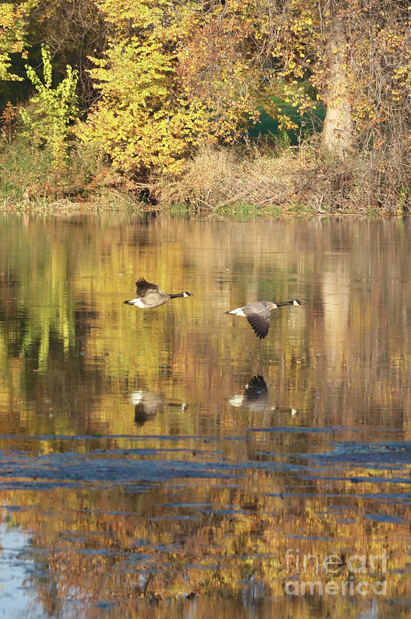 Two Geese Flying with Autumn Trees Reflection Photograph by Carol Groenen