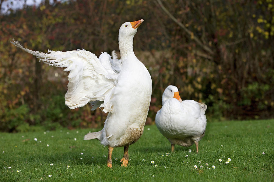 Goose Digital Art - Two Geese In Field by 