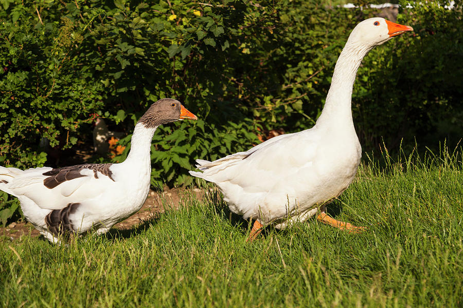 Goose Digital Art - Two Geese Walking Through Grass by Henglein And Steets