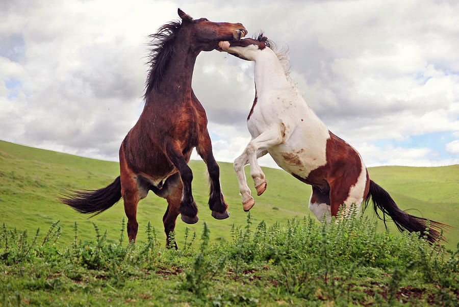 Two Geldings Playing In Pasture Photograph by Laura Palazzolo