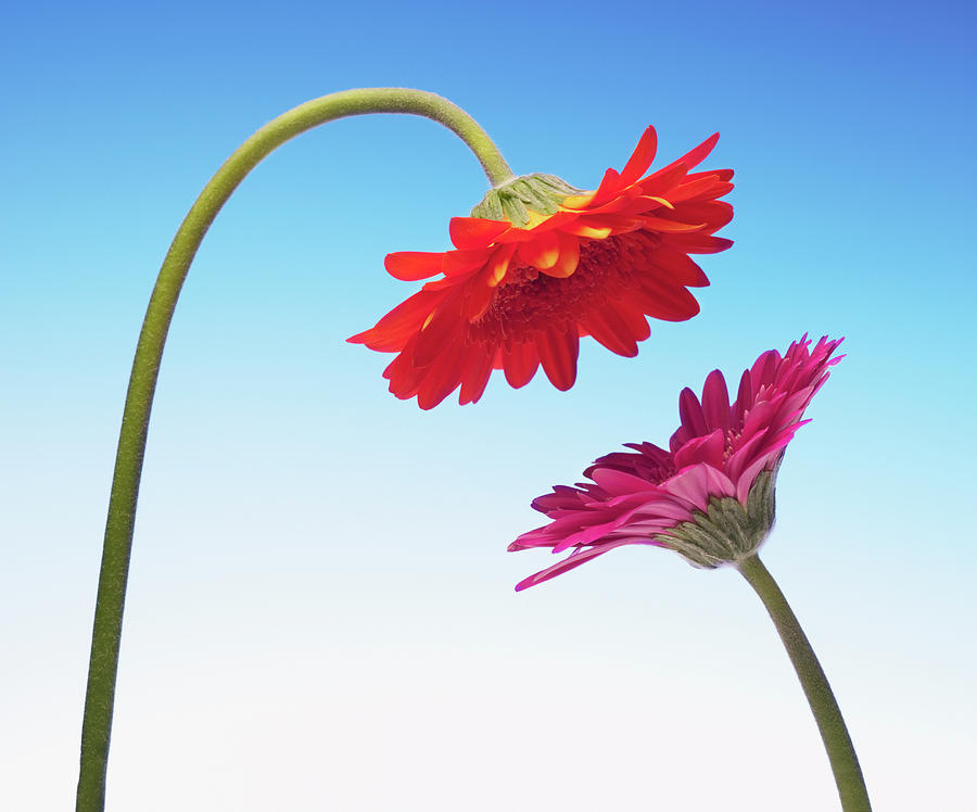 Two Gerbera Daisies Face To Face Photograph by Chris Ryan