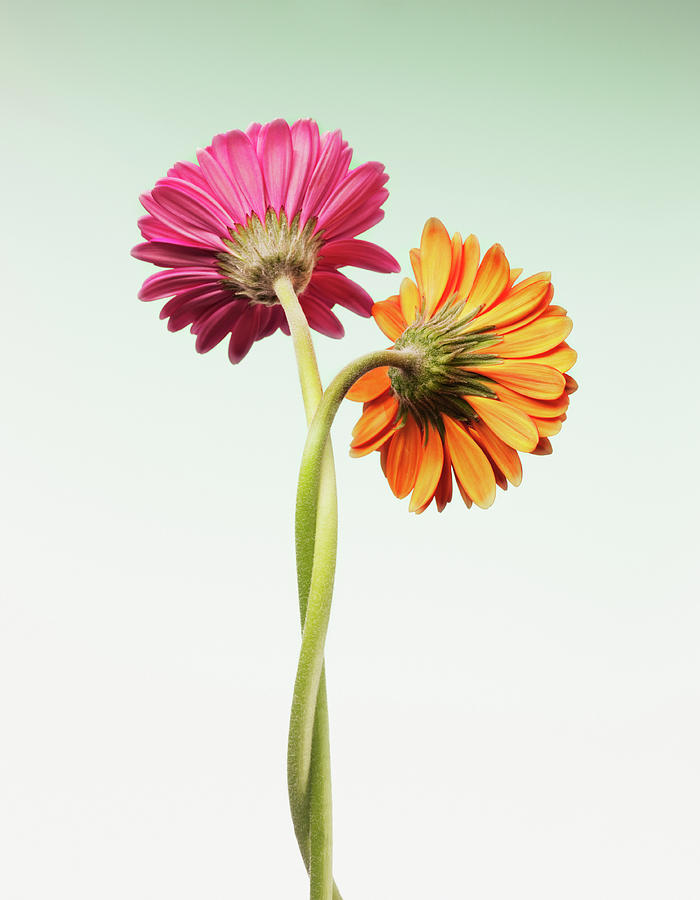 Two Gerbera Daisies Intertwined Photograph by Chris Ryan Two Gerbera Daisies Intertwined Photograph by Chris Ryan