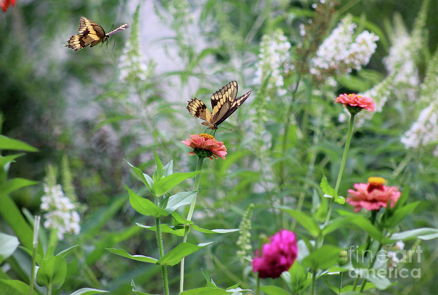 Two Giant Swallowtails in the Garden Photograph by Karen Adams