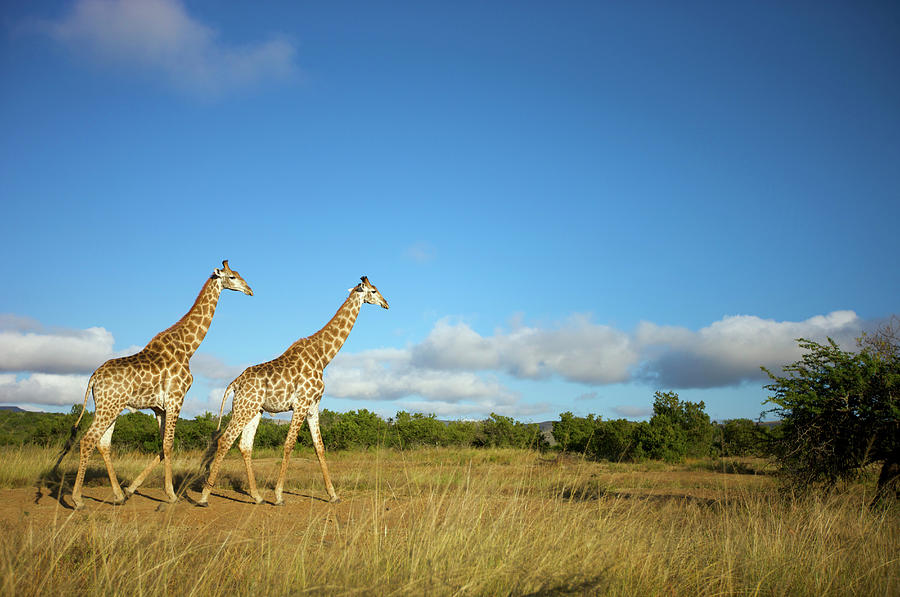 Two Giraffe Giraffa Camelopardalis by Heinrich Van Den Berg براميل بلاستيك