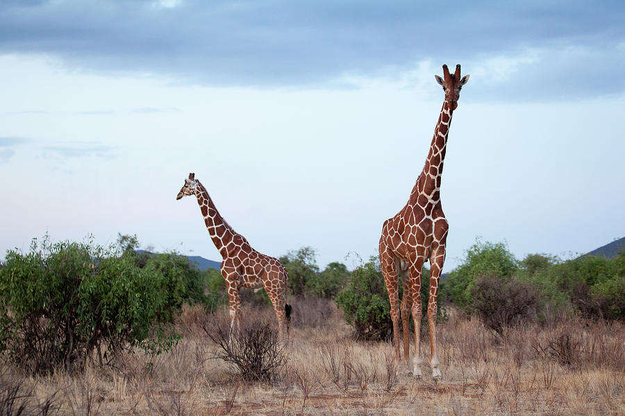 Two Giraffes Grazing On Grassland Photograph by © Santiago Urquijo