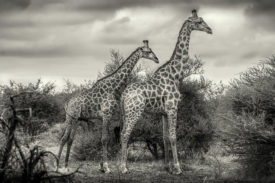 Two Giraffes Photograph by Henrike Scheid