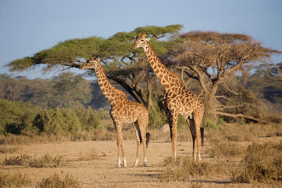 Two Giraffes In Front Of Umbrella Thorn Acacia At Amboseli National Park, Kenya, Africa Photograph by Frank Waldecker