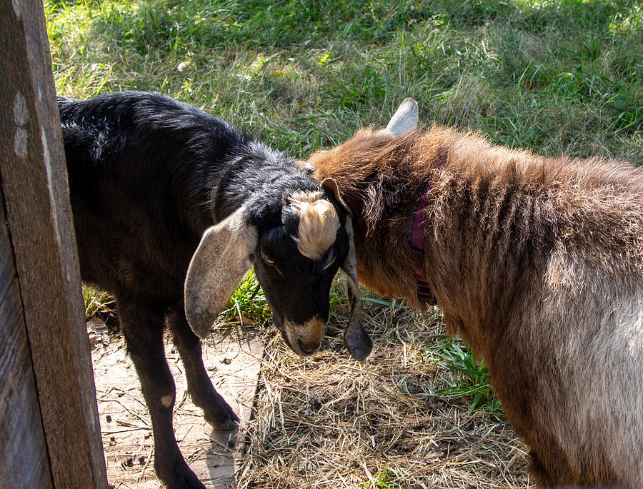 Goat Photograph - Two Goats at the Carl Sandburg Home National Historic Site by L Bosco