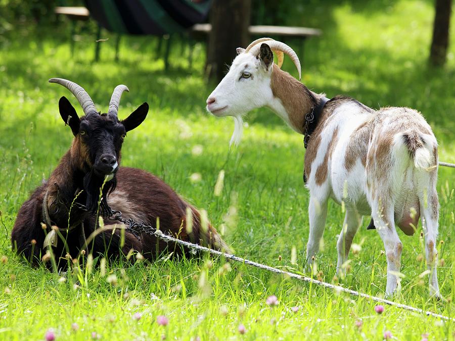 Two Goats In A Garden Photograph by Fotos Mit Geschmack