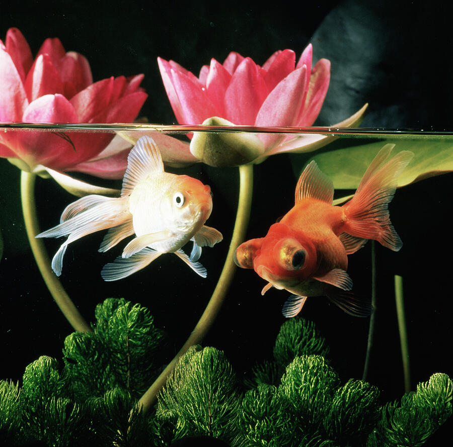 Two Goldfish With Waterlilies. Photograph by Jane Burton / Naturepl.com Two Goldfish With Waterlilies. Photograph by Jane Burton / Naturepl.com