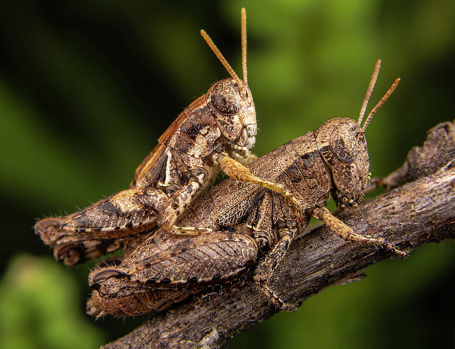 Two Grasshoppers Having Sex On A Leaf Photograph By Cavan Images