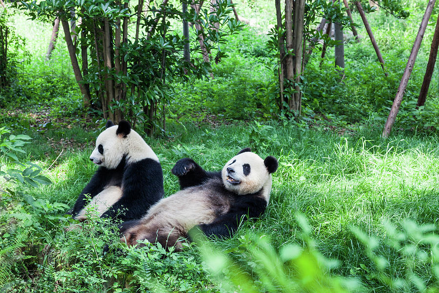 Two Great Pandas - Chengdu, Sichuan Photograph by Fototrav