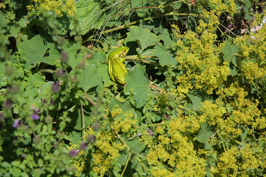 Two Green Froggie Friends by Nareeta Martin Two Green Froggie Friends by Nareeta Martin