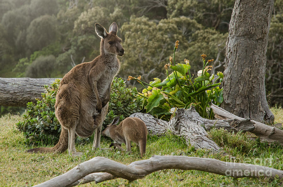 Small Photograph - Two Grey Kangaroos In Australian by Mastersky